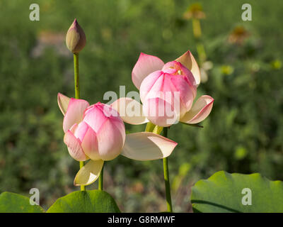I fiori di loto in un giardino Foto Stock