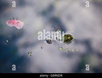 Perezi rana in acqua Foto Stock