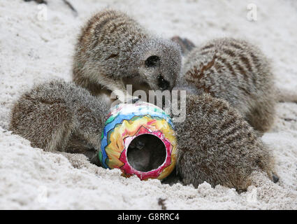 Il personale del Blair Drummond Safari Park ha messo uova di struzzo dipinte e non fecondate nei loro involucri Meerkat e marmosets prima di Pasqua. Foto Stock