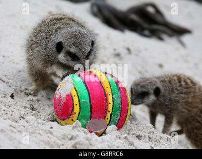 Il personale del Blair Drummond Safari Park ha messo uova di struzzo dipinte e non fecondate nei loro involucri Meerkat e marmosets prima di Pasqua. Foto Stock