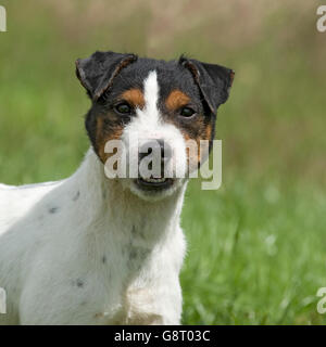 Jack Russell Terrier Foto Stock