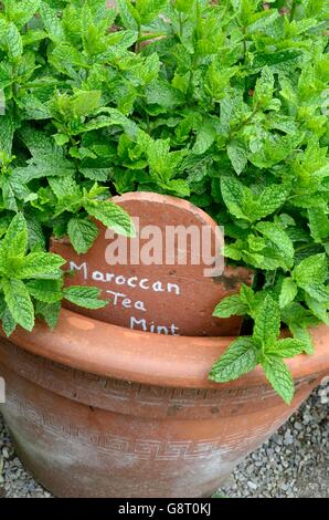 Menta marocchina Mentha spicata crescendo in un vaso in terracotta Foto Stock