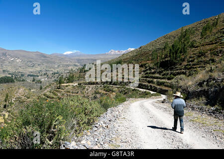 Uomo che cammina sulla strada sterrata, terrazzamenti agricoli in background, vicino Corporaque, il Canyon del Colca, Arequipa, Perù Foto Stock