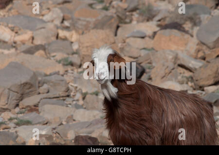 Caprone con lunghi marrone e rossa della pelliccia, faccia bianca barba e nei deserti di Oman Foto Stock