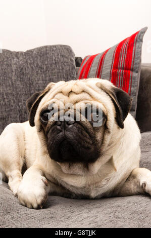 Un cane pug posa su un divano grigio Foto Stock
