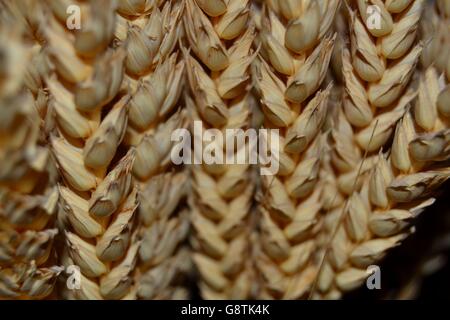 Covoni di grano Foto Stock