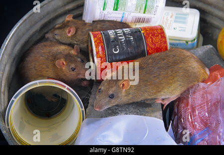 Brown ratti Rattus norvegicus approfittando di scartato cibo nei pressi di cibo take away uscita in ambiente urbano Foto Stock