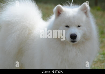 Bella molto soffice curato American Eskimo dog. Foto Stock