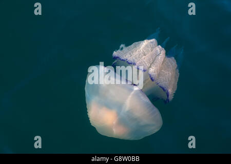 Canna Medusa (Rhizostoma pulmo), Alien, Laguna di Grado, Friuli Venezia Giulia, Italia Foto Stock