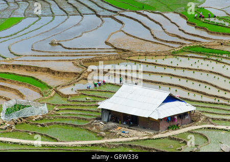 Gli agricoltori non riconoscibile di piantare il riso nei tradizionali risaie nel Vietnam del nord. Foto Stock