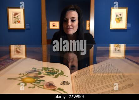 Stephanie Cliffe, dipendente del Royal Collections Trust, visualizza un album di acquerelli durante una telefonata per la prossima mostra Maria Merian's Butterflies presso la Queen's Gallery di Londra. Foto Stock