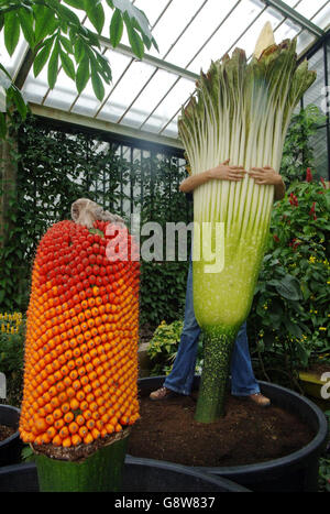 I tre cicli di vita di un titano arum giglio, foglia (in alto a sinistra), frutta e fiore in mostra ai Giardini Botanici reali di Kew, Surrey oggi, Mercoledì 28 2005 settembre. L'evento è un primo orticolo per i giardini in quanto tutte e tre le fasi non hanno avuto luogo simutocamente prima. PREMERE ASSOCIAZIONE foto. Il credito fotografico dovrebbe essere: Fiona Hanson/PA Foto Stock