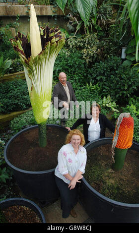 Giardiniere televisivo, Charlie Dimmock (centro) con due vincitori di Barchester in Bloom giardinaggio concorrenza Vic Louth (a sinistra), capo giardiniere di Kenwyn Care Home a Truro, Cornovaglia e Carol Locker (a destra) Home Manager di South Chowdene Care Home, Low Fell. Posano con i tre cicli di vita di un giglio di arum di Titan, foglia (in alto a sinistra), frutta e fiore in mostra ai Giardini Botanici reali di Kew, Surrey oggi, Mercoledì 28 2005 settembre. L'evento è un primo orticolo per i giardini in quanto tutte e tre le fasi non hanno avuto luogo simutocamente prima. PREMERE ASSOCIAZIONE foto. Credito fotografico Foto Stock