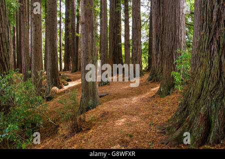 Redwood Grove in Hamurana Springs, Rotorua Nuova Zelanda. Foto Stock