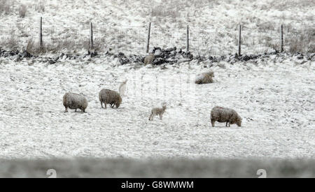 Pecora e agnelli in una bizzarda di neve vicino ad Alston in Cumbria. Foto Stock