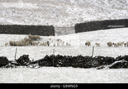 L'inverno ritorna alle Yorkshire Dales mentre il May Bank Holiday inizia a freddo mentre questo gruppo di agnelli cerca rifugio nei campi vicino Hawes. Foto Stock