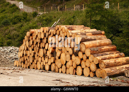 Commercialmente tagliare appena tagliato softwood logs dalla foresta, impilati in attesa collezione Foto Stock