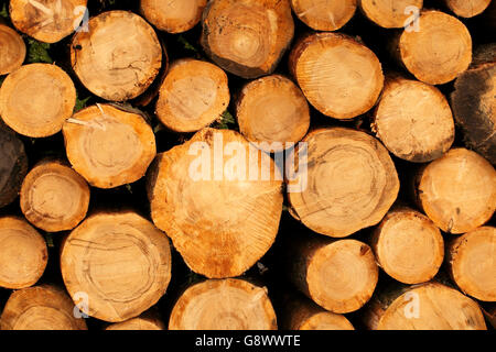 Commercialmente tagliare appena tagliato softwood logs dalla foresta, impilati in attesa collezione Foto Stock