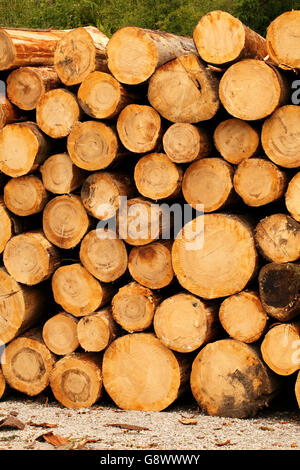 Commercialmente tagliare appena tagliato softwood logs dalla foresta, impilati in attesa collezione Foto Stock