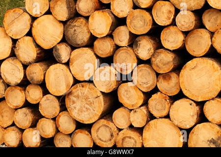 Commercialmente tagliare appena tagliato softwood logs dalla foresta, impilati in attesa collezione Foto Stock