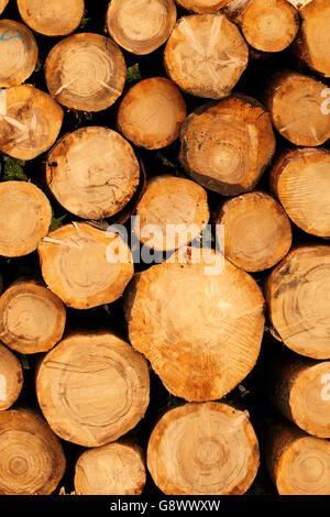 Commercialmente tagliare appena tagliato softwood logs dalla foresta, impilati in attesa collezione Foto Stock