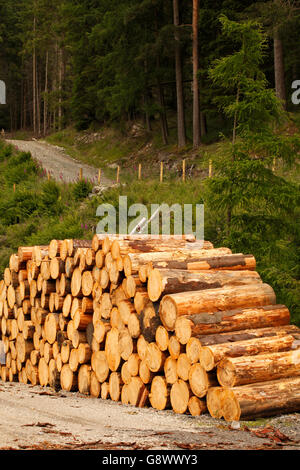 Commercialmente tagliare appena tagliato softwood logs dalla foresta, impilati in attesa collezione Foto Stock