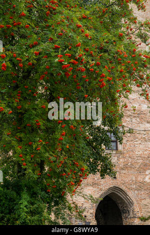 Un rowan tree con bacche rosse all'interno di Lutsk castello, Lutsk Ucraina Foto Stock