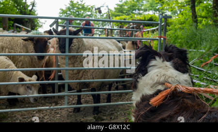 Boarder collie cane a sorvegliare le pecore Foto Stock