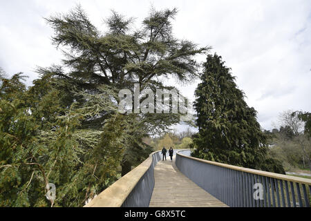 Il Westonbirt Arboretum treetop marciapiede Foto Stock