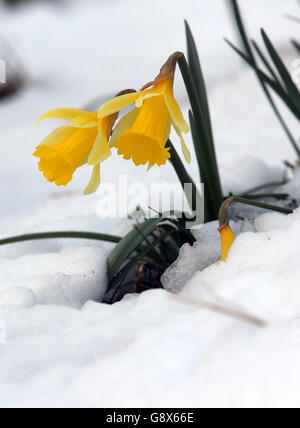 Narcisi innevate dopo la nevicata nel nord della Scozia. Foto Stock