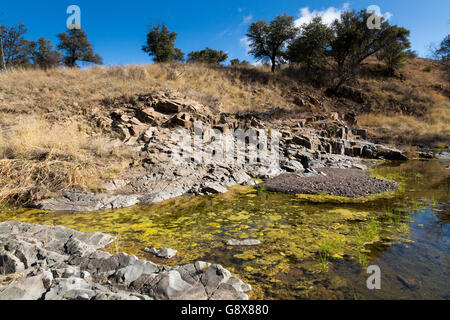 Un piccolo ruscello che scorre attraverso il deserto di alta vegetazione e praterie del Canelo Hills. Foresta Nazionale di Coronado, Arizona Foto Stock