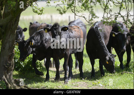 McDonald's seguire la nostra campagna Foodsteps Foto Stock