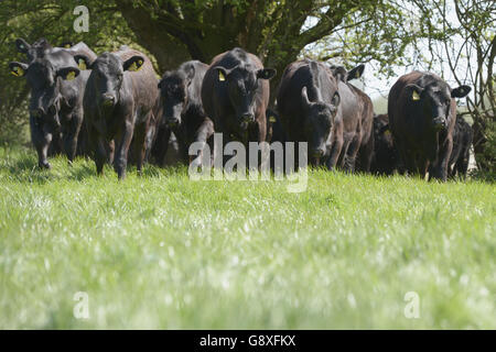 s ha collaborato con gli sviluppatori di tecnologie, i giovani agricoltori progressisti e gli esperti alimentari di tutte le industrie alimentari e agricole per dare ai consumatori l'accesso a parti della sua famosa catena di fornitura che sono solitamente fuori portata, utilizzando la realtà virtuale più recente. Vedere la storia PA CONSUMATORI McDonalds. Il credito fotografico dovrebbe essere: Anthony Devlin/PA Wire Foto Stock
