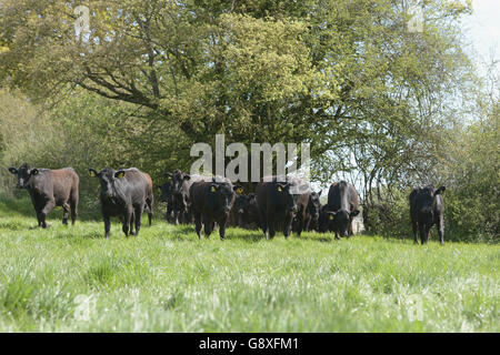 McDonald's seguire la nostra campagna Foodsteps Foto Stock