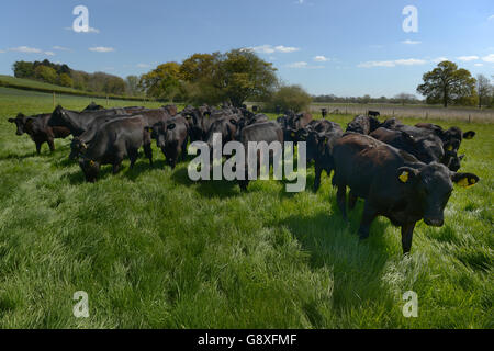 s ha collaborato con gli sviluppatori di tecnologie, i giovani agricoltori progressisti e gli esperti alimentari di tutte le industrie alimentari e agricole per dare ai consumatori l'accesso a parti della sua famosa catena di fornitura che sono solitamente fuori portata, utilizzando la realtà virtuale più recente. Vedere la storia PA CONSUMATORI McDonalds. Il credito fotografico dovrebbe essere: Anthony Devlin/PA Wire Foto Stock