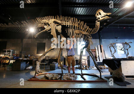 Rupert van der Werff di Summers Place Auctions a Billingshurst, West Sussex mette gli ultimi tocchi allo scheletro di un dinosauro incatenato, Harpocrasaurus stibengi, che è il fulcro di una prossima asta di pezzi della collezione di storia naturale di Emmen Zoo. Foto Stock