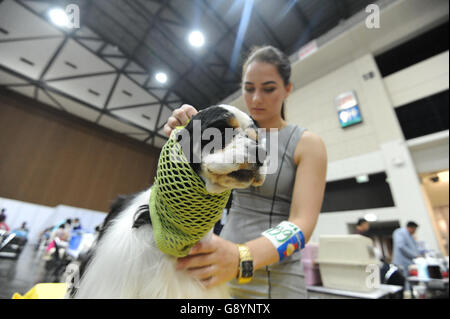 Bangkok, Tailandia. Il 30 giugno, 2016. Un cane ha i suoi capelli disposti durante il cuore intelligente della Thailandia International Dog Show 2016 a Arena IMPACT Exhibition and Convention Centre a Bangkok, Thailandia, 30 giugno 2016. Il dog show ha dato dei calci a fuori qui il giovedì e durerà fino al 3 luglio. Credito: Rachen Sageamsak/Xinhua/Alamy Live News Foto Stock