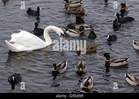 Influenza aviaria salute Foto Stock