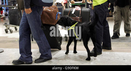 L'ufficiale doganale Emily Tracey lascia che Jasper, un Labrador specializzato, stracci il bagaglio dei passeggeri che arrivano dalla Turchia per carne e pollame nel tentativo di fermare l'ingresso di influenza aviaria nel Regno Unito a Heathrow, martedì 18 ottobre 2005. Vedere PA storia SALUTE Birdflu. PREMERE ASSOCIAZIONE foto. Il credito fotografico dovrebbe essere: Tim Ockenden PA . Foto Stock