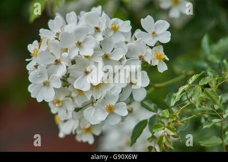 Rose Rosa wichuraiana fiori bianchi in cluster Foto Stock