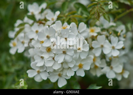 Rose Rosa wichuraiana fiori bianchi in cluster Foto Stock