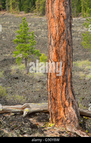 Ponderosa Pine dal cast di Lava sentiero forestale, Newberry nazionale monumento vulcanico, Oregon Foto Stock