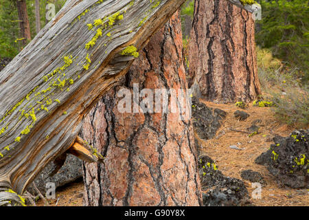 Ponderosa Pine dal cast di Lava sentiero forestale, Newberry nazionale monumento vulcanico, Oregon Foto Stock