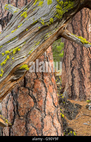 Ponderosa Pine dal cast di Lava sentiero forestale, Newberry nazionale monumento vulcanico, Oregon Foto Stock