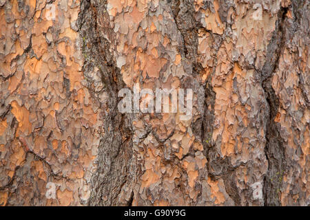 Ponderosa Pine corteccia lungo il cast di Lava sentiero forestale, Newberry nazionale monumento vulcanico, Oregon Foto Stock