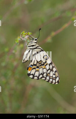 A coda di rondine a scacchi butterfly (Papilio demoleus) su tea tree Foto Stock