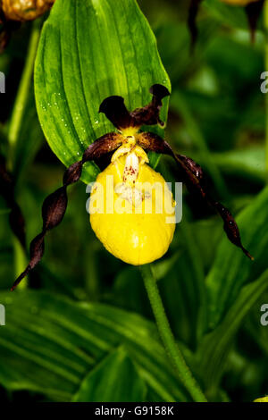 Lady slipper orchid, fioriti in Germania Foto Stock