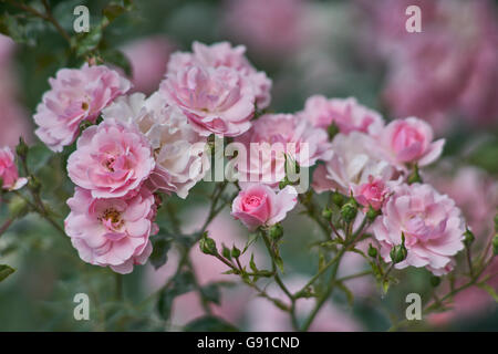 Cluster di rose rosa rose close up Foto Stock