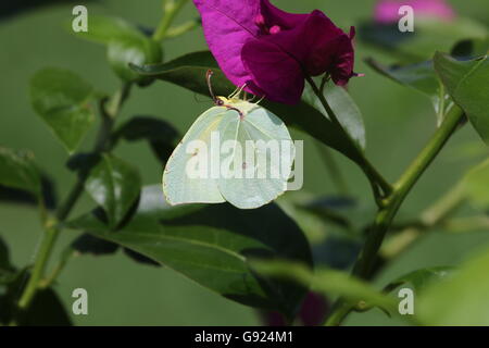 Maschio di Cleopatra o Brimstone butterfly su bougainvillea nome latino gonepteryx cleopatra dal gruppo pieridae. I maschi hanno un flash di colore giallo Foto Stock