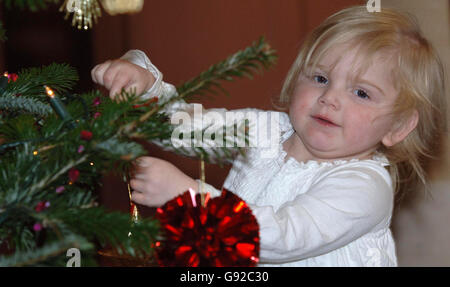 Albero reale Foto Stock